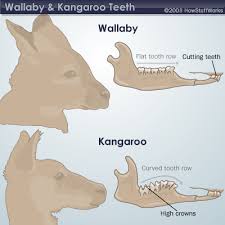What S The Difference Between A Wallaby And A Kangaroo Australian Native Animals Wallaby Kangaroo