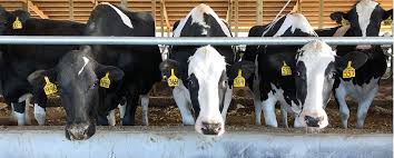 Touch device users, explore by touch or with swipe gestures. About Dairy Farming Drink Milk Com