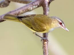 Image result for Viridivia