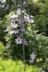 Image result for Clematis pulchra