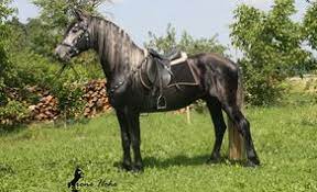 Abacus farms and owner holly zech have been breeding friesian sporthorses, warlanders (friesian x andalusians) and andalusians since 1998. Horse Breed Warlander Caballo Horsemarket