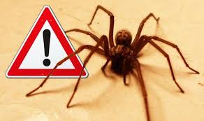 Spiders in the house can be eliminated using several easy strategies, and toxic chemicals are rarely necessary. Uk Spiders How To Get Rid Of Spiders In Your Home Express Co Uk