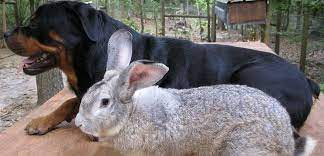 Flemish are classified as a giant breed of rabbit. Pet N Sur Popular Giant Rabbit Breeds