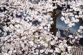 Located in the pacific ocean, it lies to the east of the sea of japan, china, north korea, south korea and russia, stretching from the sea of okhotsk in the north to the east china sea and taiwan in the south. The Japan Times Home Facebook