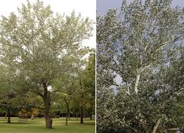 Image result for Populus