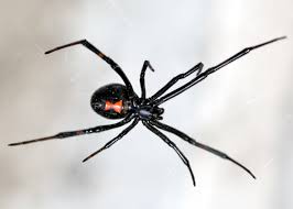Male black widows, right, are much smaller than females. What Are Black Widow Spiders