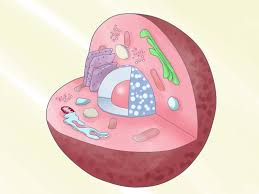 How To Build 3d Models Of Animal And Plant Cells Animal Cell Model Project Animal Cell Project 3d Animal Cell Model