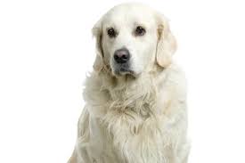 Cachorro Golden Conheca Tudo Sobre Esse Incrivel Pet