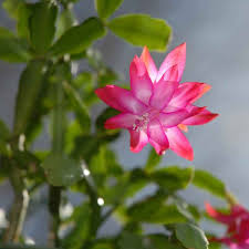 So how do you strike the perfect balance? Buy Christmas Cactus From 2 50 2021 Plant Sale