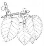 Image result for Ficus fischeri