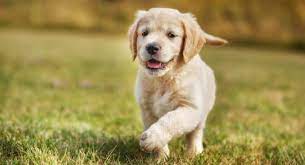 At least 18 hours a day. How Much To Feed Golden Retriever Puppy 4 Week 6 Week 8 Week