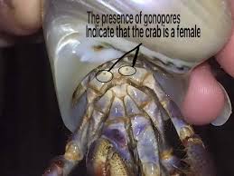 How To Tell If Your Hermit Crab Is Female Hermit Crab Tank Hermit Crab Habitat Hermit Crab