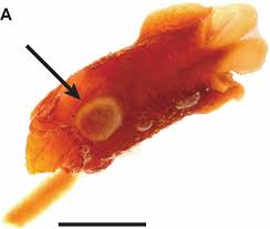 Image result for Warneckea sousae