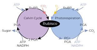 The products of the calvin cycle are used to make the simple sugar glucose. Photosynthesis What Happens During The Dark Phase Sensi Seeds