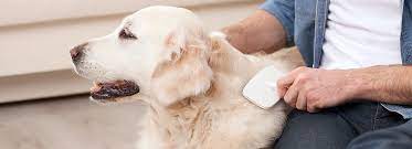 These rubber brushes aren't specifically for shedding dogs, so consider getting those as alternatives or to groom your dog in between your. Types Of Dog Brushes And Their Uses Petsmart