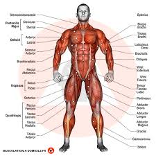 Les cuisses se découpent en 3 muscles distincts le quadriceps est un muscle logé sur la partie antérieure de la cuisse et, comme son nom l'indique, il est composé de 4 faisceaux : Pin On Anatomie Des Muscles