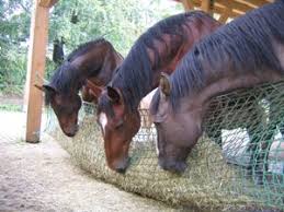 futter in einem heunetz pferdehaltung tiere pony pferd