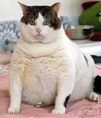 Well you're in luck, because here they come. My Cat Is Not Wide At All But Has An Abdomen That Hangs Pretty Predominantly He Does Not Look Wide Like Other Overweight Cats I Have Seen Should I Be Concerned