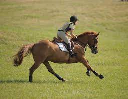 The "Whys" Of Good Rider Position | Horse Journals