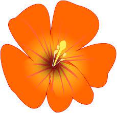 Orange flower illustrations & vectors. Orange Flower Clipart Free Download Transparent Png Creazilla
