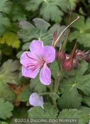 Image result for Geranium vagans