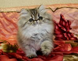 pin ot polzovatelya irina na doske persian cats persy