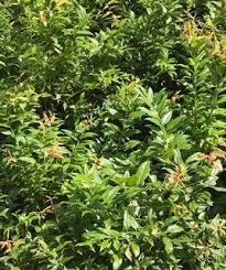 Image result for Agarista