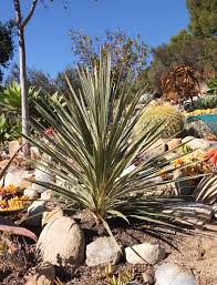 Hoffmeyer claimed the principal tried to get the incident to disappear without issuing more serious discipline. Cordyline Australis Pink Champagne Slow Growing To 6 Tall By 3 Wide Sun To Part Shade Small White Jasmine Scented Flowers Hardscape Plants Three Hills