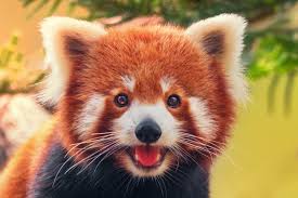 The Cutest Animal In The World Has A Rival In 2020 Red Panda Cute Animals Animals
