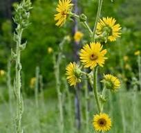 Compass Plant (Silphium laciniatum) 2x2x3" Pot