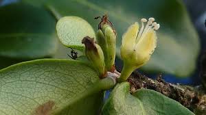 Image result for Erythroxylum platycladum