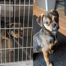 This is a place to post trades, find new friends, and discuss all things star wars card trader! 27 Pictures Of Dogs Before And After Their Adoption That Just Might Make Your Heart Implode