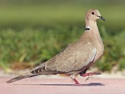 Eurasian Collared Dove Identification All About Birds