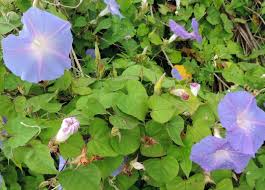 Image result for Ipomoea purpurea