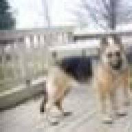 German shepherds need plenty of mental and physical stimulation daily, to prevent behavioral issues. Anyone Have A Dog From Royalair German Shepherds Forum
