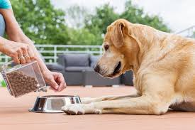 Here is the best way… written by kevin bentley. Switching Dog Food Tips And Recommendations Great Pet Care