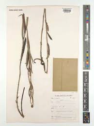 Image result for Pleiotaxis argentea