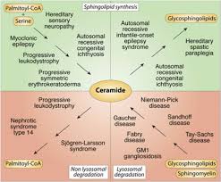 A Perilous Path The Inborn Errors Of Sphingolipid Metabolism Journal Of Lipid Research