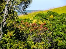 Image result for Sisyranthus imberbis