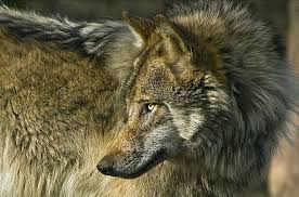 White Wolf Tapping Your Inner Wolf What Does Alpha Male Really Mean White Wolf Wolf Animal Totems