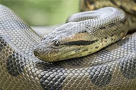 Tikus dimakan ular sawah yang jika mati akan diuraikan detrivor mempercepat pembusukan di alam. 10 Ular Terbesar Di Dunia Reptilia