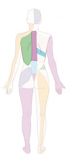 Freeadd a verified certificate for $49 usd anatomy lab isn't just for first year medical students anymore. Upper Back Chest Universitair Pijn Centrum Maastricht