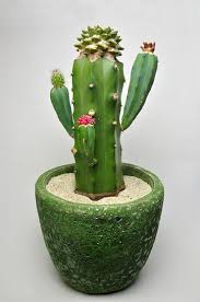 How to get an epiphyllum to flower? 50 Cactus Grafting Ideas Cactus Planting Succulents Cacti And Succulents