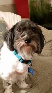 Folge deiner leidenschaft bei ebay! 180 Havanese Rescue Dogs Ideas Rescue Dogs Havanese Dogs