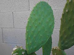 We are a team of young growers; Opuntia Wikipedia