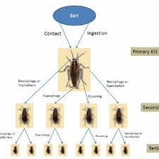 But with roaches, we strongly recommend that you take roaches are much easier to prevent than to get rid of. Cockroach Baits Can Control Populations In Several Ways Including Download Scientific Diagram