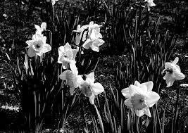 Check spelling or type a new query. Flowers White Black Nature Bloom Wild Black And White Field Flower Meadow Plant Summer Pikist