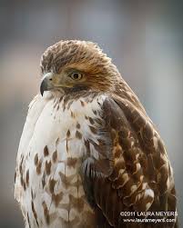 Hawks New York Birds Of Prey Pictures Red Tailed Hawk Red Tailed Hawk Birds Of Prey Bald Eagle