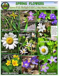 Planting native flowers in your landscape is a great way to beautify in a way that is distinctly michigan. Michigan Spring Flowers Hiking Michigan