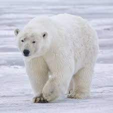 Pin On Environment Wildlife Conservation